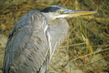 Close-up of Heron, Assateague National Wildlife Refuge, MD