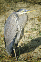 Close-up of Heron, Assateague National Wildlife Refuge, MD