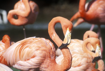 Close-up of Pink Flamingo, San Diego Zoo, CA