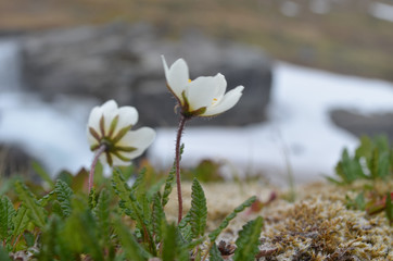 White mountain avens flowers in Swedish subarctic Lapland