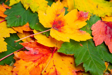 Autumn leaves frame over white for your text