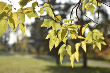 leaves