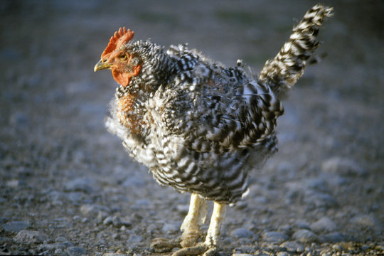 Banty rooster, NM