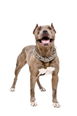 Dog breed Pit bull standing isolated on white background
