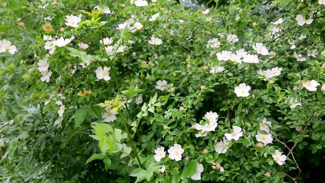 Arbrisseau d'&eacute;glantier fleuri