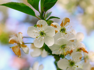 apple blossoms  in sunlight