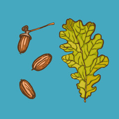 Acorn and oak leaf