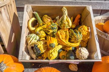 Bin full of gourds at a farm