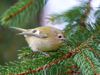 Goldcrest (regulus regulus)