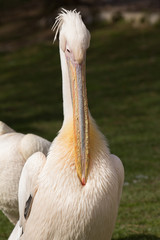 Gefiederpflege eines Krauskopfpelikan