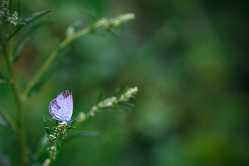 Butterfly on grass