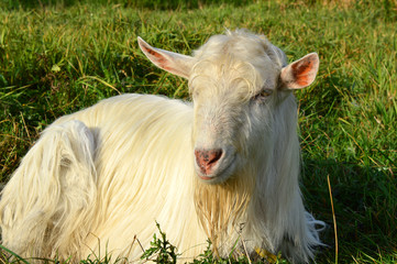 Fototapeta premium Goat