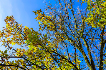 Tree Branches with Colorful Leaves
