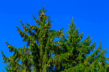 Fir Tree Branches with Cones