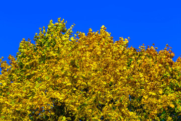 Crown of Tree with Colorful Leaves