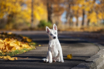 Naklejka na ściany i meble adorable siberian husky puppy sitting outdoors in autumn