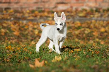 Naklejka na ściany i meble siberian husky puppy outdoors in autumn