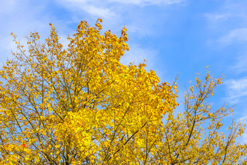 Fototapeta premium Branches with Yellow Leaves Against Sky