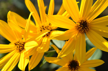 yellow flower