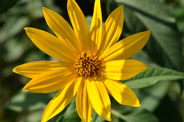 yellow flower