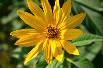 yellow flower
