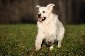 golden retriever dog running outdoors