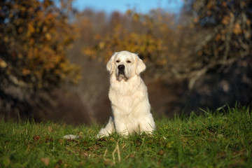 golden retriever dog sitting outdoors