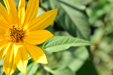 yellow flower