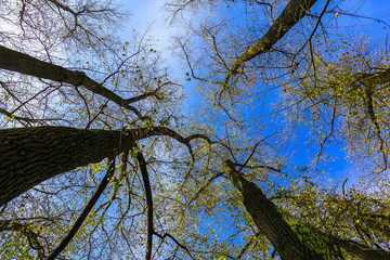 Tree Trunks with Branches Against the Sky