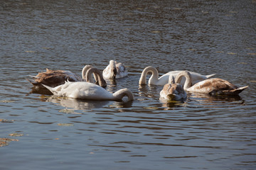 White swans on water surface. Cygnus olor, 
