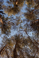crown of trees with clear blue sky
