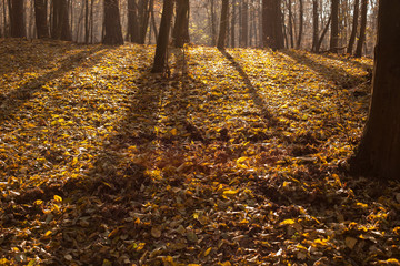 Obraz premium autumn scene, colors of autumn 