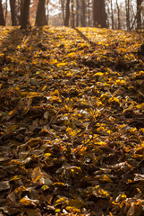 autumn scene, colors of autumn
