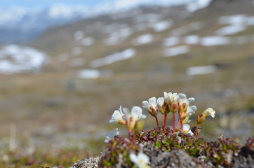 Obraz premium White tundra flowers on a rocky slope, Swedish mountains
