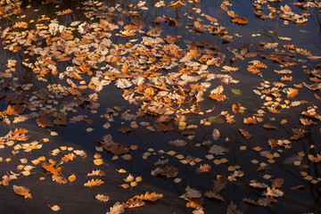 autumn scene, colors of autumn
