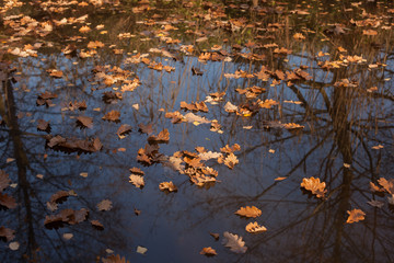 autumn scene, colors of autumn
