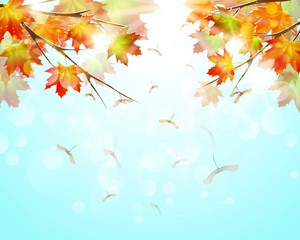 Autumn background with colorful maple leaves and seeds.