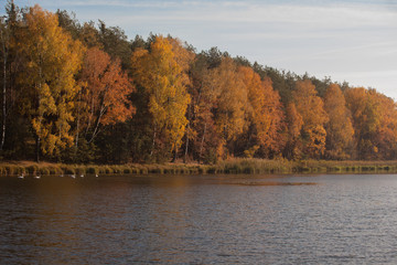 Obraz na płótnie Canvas autumn scene, colors of autumn 