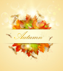 Autumn background with colorful maple leaves and seeds.