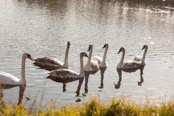 White swans on water surface. Cygnus olor, 
