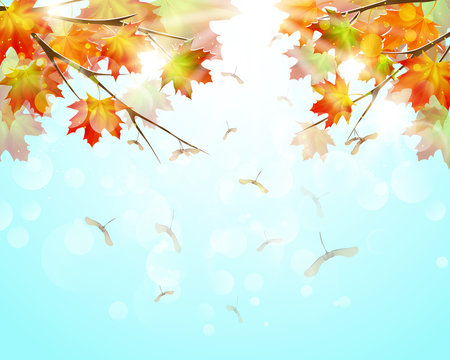 Autumn Background With Colorful Maple Leaves And Seeds.