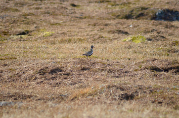 Golden plover in subarctic tundra, Swedish Lapland
