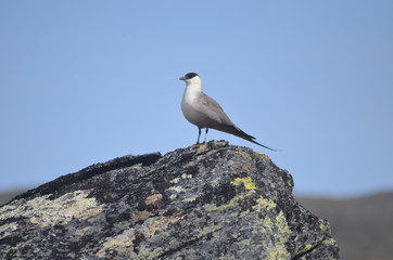 Arctic skua on a rock in Swedish subarctic tundra, Lapland
