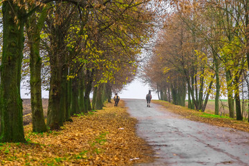 Alley of Park with Horses