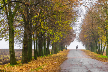 Landscape in Park with Horses on Road