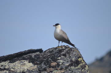 Arctic skua on a rock in Swedish subarctic tundra, Lapland