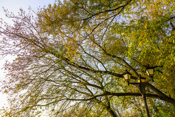 The Street Lamps in Leaves of the Trees
