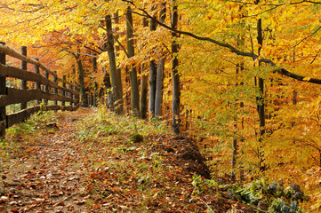 Wide trail cuts through a autumn forest