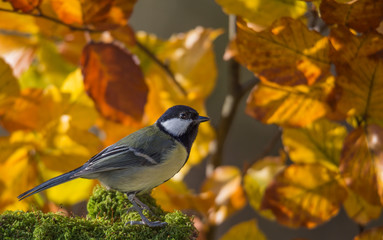 mésange charbonnière