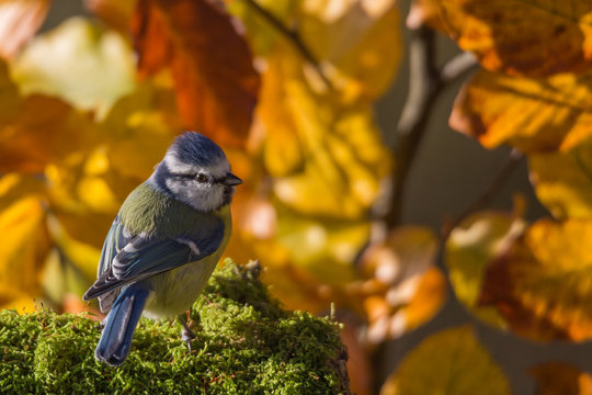 m&eacute;sange bleue